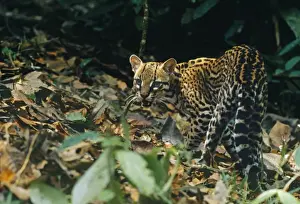 Snarling Prints: Wild Ocelot - Amazonas Brazil
