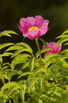 Images Dated 13th May 2007: A wild Paeony (Paeonia officinalis), Julian Alps
