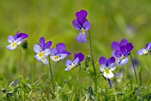 Wild Pansy or Heartsease - in mountain pasture