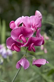 Images Dated 8th August 2005: Wild Pea - Inflorescence