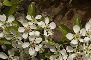 Images Dated 17th April 2006: Wild pear blossom, Pyrus communis. Europe