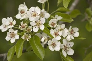 Images Dated 20th May 2006: Wild pear in flower (Pyrus communis). V. rare in UK