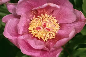 Peonies Prints: Wild Peony JLMO 2804 Paeonia broteroi © John Mason / ARDEA LONDON