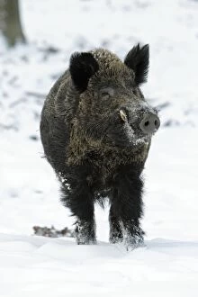 Images Dated 25th January 2010: Wild Pig - boar in snow covered forest