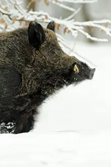 Wild Pig - boar in snow covered forest - Hessen - Germany