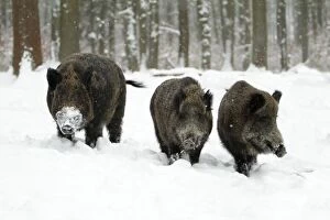 Wild Pigs Gallery: Wild Pig - boar and two sows in snow covered forest