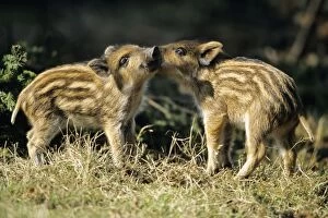Wild Pig - piglets playing in forest glade