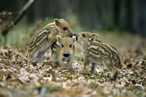 Wild Pig - piglets playing in forest glade Hessen, Germany