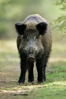 Pigs Prints: Wild Pig - sow alert on forest track Hessen, Germany