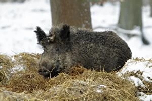 Wild Pigs Gallery: Wild Pig - sow resting in nest of straw in snow covered forest