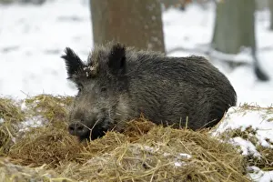 Sows Prints: Wild Pig - sow resting in nest of straw in snow covered forest - Hessen - Germany
