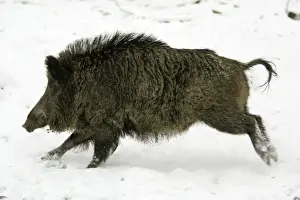 Sows Prints: Wild Pig-Sow running through snow covered woodland Hessen, Germany