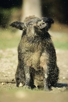 Wild Pig - sow taking mud bath