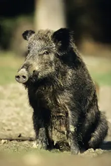 Mud Bathing Prints: Wild Pig - sow taking mud bath Hessen, Germany