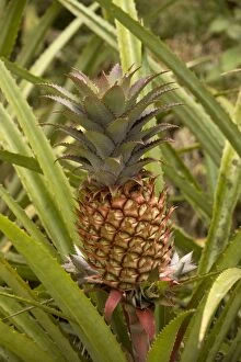 A wild pineapple