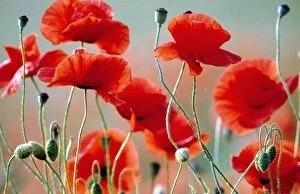 Flowers Collection: Wild Poppies