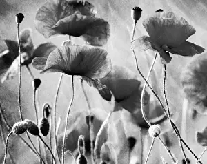 Sympathy Prints: Wild Poppies Digital Manipulation: turned B&W & aged