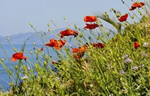 Images Dated 31st March 2008: Wild Poppy or Field Poppy (Papaver rhoeas) against sea and sky; Mani Peninsula, Peloponnese