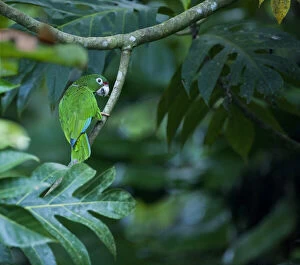 Wild Puerto Rican parrots (Amazonia vitatta)