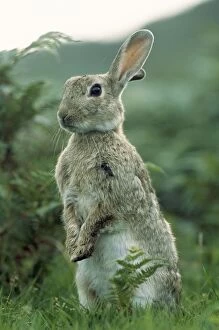 Images Dated 5th October 2006: Wild Rabbit - alert