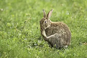 wild rabbit, Austria