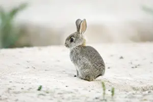 Portugal Prints: Wild Rabbit - baby animal, region of Alentejo, Portugal