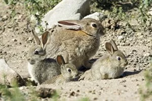 Images Dated 19th April 2009: Wild Rabbit - doe with 3 babies, at burrow entrance