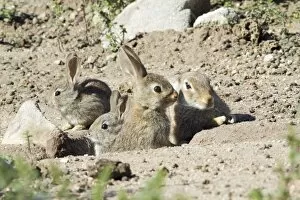 Images Dated 19th April 2009: Wild Rabbit - doe with 3 babies, at burrow entrance, region of Alentejo, Portugal