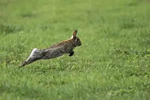 Jumping Prints: wild rabbit jumping, Austria