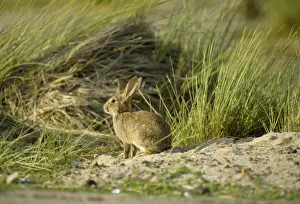 Nervous Prints: Wild Rabbit SM 275 Oryctolagus coniculus © Stefan Meyers / ARDEA LONDON