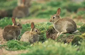 Burrow Prints: Wild Rabbit USH 270 At warren Oryctolagus cuniculus © Duncan Usher / ardea. com