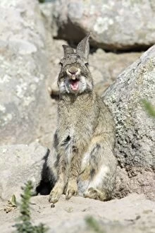 Images Dated 10th April 2009: Wild Rabbit - yawning, region of Alentejo, Portugal