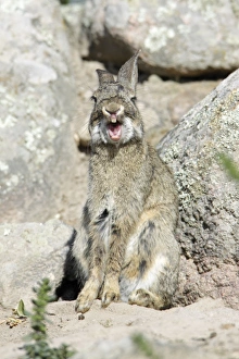 Images Dated 10th April 2009: Wild Rabbit - yawning, region of Alentejo, Portugal