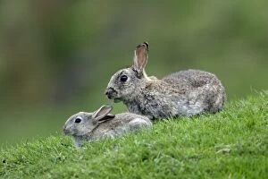 Images Dated 17th May 2006: Wild Rabbit-young animal with adult animal on field, Northumberland UK