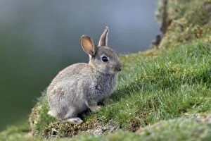 Images Dated 30th May 2006: Wild Rabbit-young animal alert, Northumberland UK