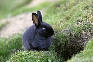 Wild Rabbit - young animal with black fur sitting in front of burrow