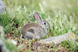 Wild Rabbit - young animal feeding
