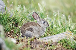 Images Dated 18th April 2009: Wild Rabbit - young animal feeding