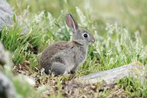 Wild Rabbit - young animal nibbling grass