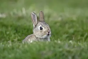 Wild Rabbit-young animal sitting in front of burrow, Northumberland UK