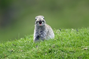 Images Dated 17th May 2006: Wild Rabbit-young animal yawning, Northumberland UK