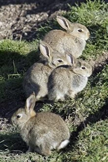 Images Dated 9th May 2005: Wild Rabbits - Sitting outside warren Northumberland, England