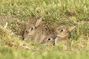 Images Dated 6th June 2009: Wild Rabbits - young
