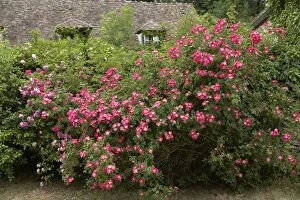 Wild rose bush - Wild rose bush along a house