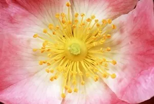 Anthers Gallery: WILD ROSE - close-up centre of flower