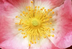 WILD ROSE - close-up centre of flower
