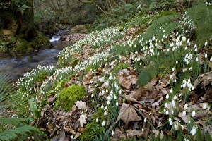 Images Dated 5th February 2007: Wild Snowdrops (Galanthus nivalis) in a valley near Timberscombe on Exmoor, Somerset