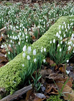 Images Dated 5th February 2007: Wild Snowdrops (Galanthus nivalis) in a valley near Timberscombe on Exmoor, Somerset