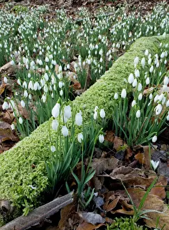 Masses Prints: Wild Snowdrops (Galanthus nivalis) in a valley near Timberscombe on Exmoor