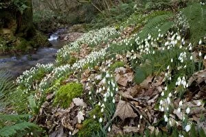 Images Dated 5th February 2007: Wild Snowdrops - in a valley near Timberscombe on Exmoor